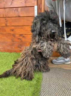 Caviar(m), Pulli Mix, 9 Jahre, 40 cm, Slowakei