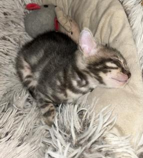 Bengal Jung Katzen (5 Monate alt)