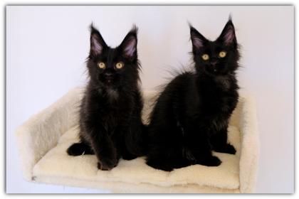 Mystisch und magisch - 2 Maine Coon Kitten black solid.