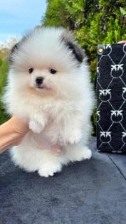 Spitz Welpe (Pomeranian)