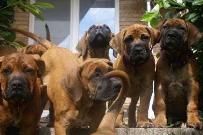 South African Boerboel Welpen