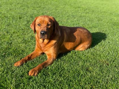 Labradorwelpen in foxred Labrador Welpe * Abgbe ab Ende April 204