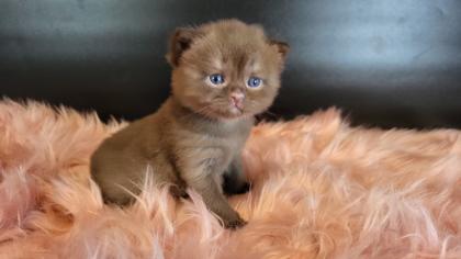 Bkh Kitten in seltener Farben.Stammbaum