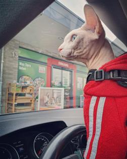 Deckkater Canadian Sphynx Odd Eyed