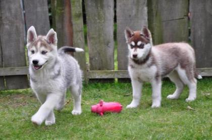 O.S.H.B.G Outstanding Siberian Husky