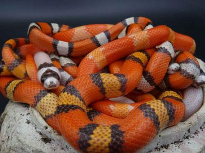 Lampropeltis abnorma / Honduras Königsnattern