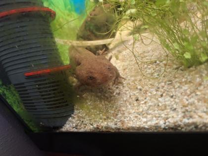 2 Männliche Axolotl!!!Dringend!!!