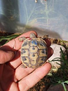 Griechische Landschildkröten Nachzuchten 2024, 2024