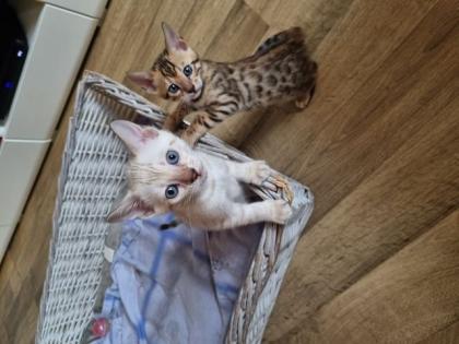 Bengalkitten mit Stammbaum