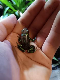 Dendrobates auratus birkhahn 2.3