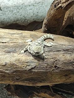 Skorpionschwanzgecko / Pristurus carteri 