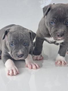 American Bully XL welpen 