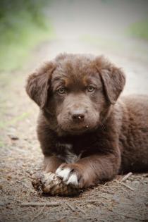 BORADOR Welpen | Border Collie und Labrador Retriever Mix