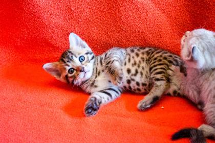 F4 Savannah Kitten