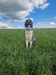 Maremanne  Herdenschutzhund Mix