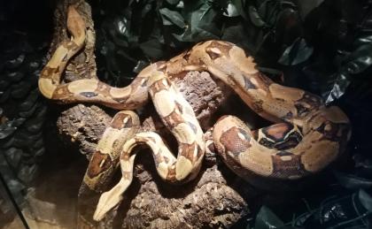 Verkaufe zwei Boa Constrictor Imperator (Abgottschlange)
