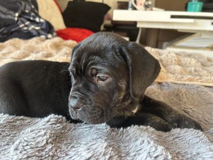 Lablador cane corso Welpen mix