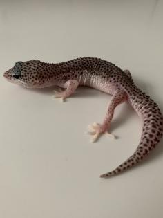 1.0 Mack super Snow Het Diablo Blanco Leopardgecko Männchen Enz 23 abzugeben Übe