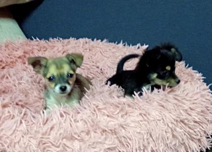 2 reinrassige Chihuahua Welpen