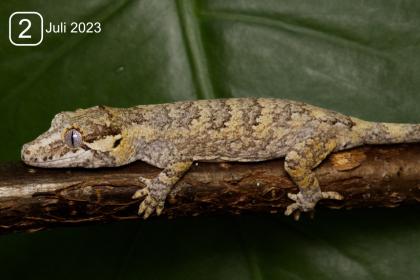 0.0.3 NZ Rhacodactylus auriculatus