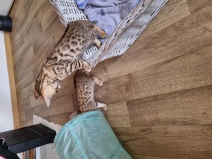 Bengalkitten mit Stammbaum