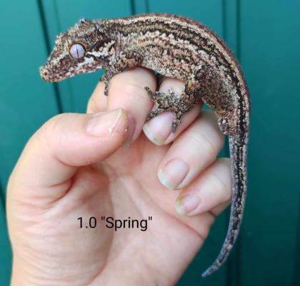 Rhacodactylus auriculatus (Höckerkopfgeckos) für HAMM