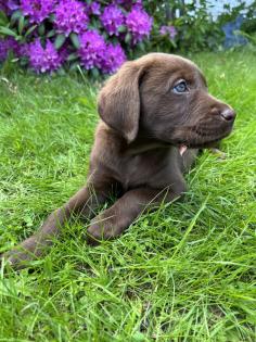 Reinrassiger Labrador Welpe Abgabebereit