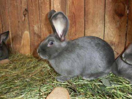 Kaninchen / Hasen / Blaue Wiener