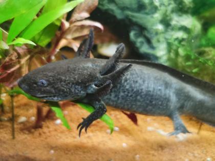 Axolotl 4 stk zu verkaufen