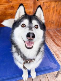 Jakarta - liebe, soziale, sportliche Husky-Mix Hündin