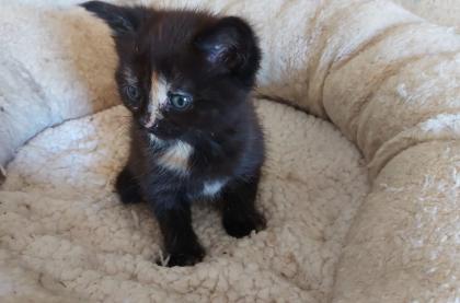 Maine Coon Mix Kitten