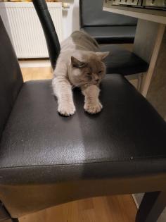 Bkh/ Scottish Fold Kater