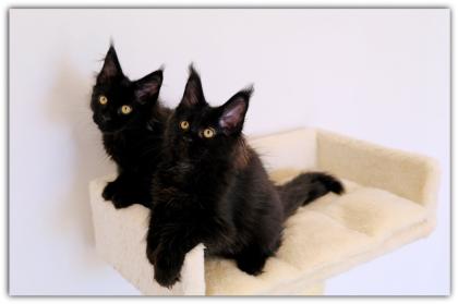 Mystisch und magisch - 2 Maine Coon Kitten black solid.