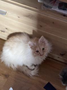 Ein verschmuste Maine Coon Katze sucht nettes zu Hause