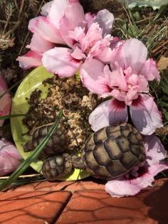 2- und 3-jährige Landschildkrötenbabies Testudo Marginata, Breitrandschildkröten