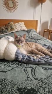 Devon Rex Katze sucht Neue Zuhause