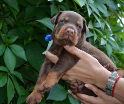 Dobermann welpen