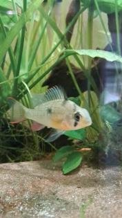 Mikrogeophagus altispinosus  ( Bolivianischer Schmetterlingsbuntbarsch  )