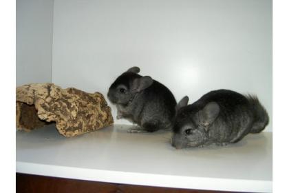 Chinchillas aus Hobbyzucht