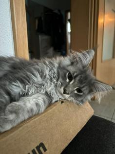 4 süsse Maine Coon