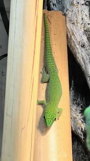 Phelsuma kochi aus eigener Nachzucht