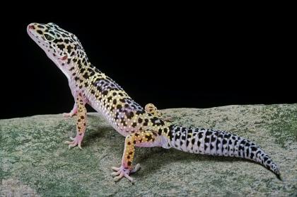 Zwergbartagame, Leopardgecko