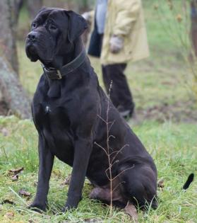 Saupacker, Molosser, Welpen, Papiere, Dogge, Cane Corso/Rottweiler-Mastiff