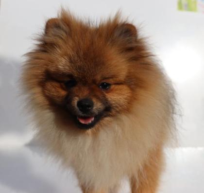 Rote Pomeranian Hündin 8 Mon. m. Ahnentafel (FCI) sucht ein neues zu Hause, kenn