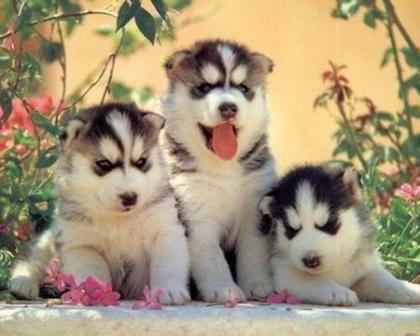 Siberian Husky Welpen.