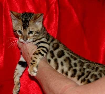  Bengal Kitten mit Papieren