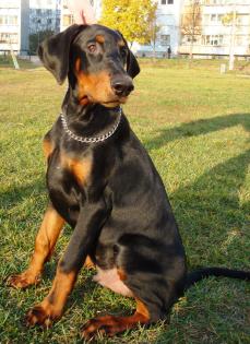 Doberman 4.5 monate 