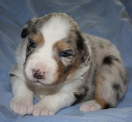 Australian Shepherd Welpen