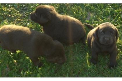 Braun , schwarze und weiße Labrador Welpen 