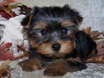 Yorkshire-Terrier Welpe